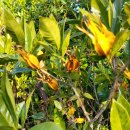 비블리아성서식물원 이미지