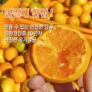 단골농약 | [공지] 제주약선팜 유기농귤 고당도 밀감 조생 노지감귤 3kg 4.5kg 판매