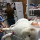 우리들동물병원 이미지