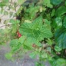 민트파파 이미지