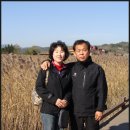 순천만 갈대밭 이미지