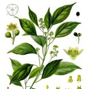 제주 도순리 녹나무 자생지 | <제주>녹나무 기록 - 3월 28일 -4월 10일