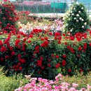 조선대학교 장미원 이미지