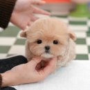 광주강아지분양 고양이분양 미유펫 본점 이미지