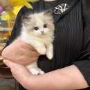 강남고양이분양 나비캣 | 아기고양이와 행복한 만남, 강남 최고의 분양샵!