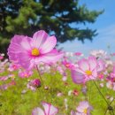 김해코스모스센터