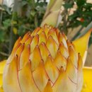 황금농장2 이미지