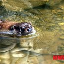 화천군수달연구센터 이미지