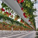 (주)서진팜 이미지