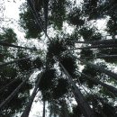 준모농장 | 소쇄원, 채석강...그리고 청보리밭