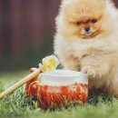 꿀강아지 이미지