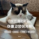 아를의작업공간 | [부산 해운대] 아를고양이카페 ㅣ달맞이 신상 고양이 카페 데이트 후기