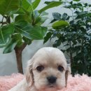 우아펫 대전점 이미지