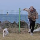 리틀애견 | [애견운동장] 제주 바다 전망 반려견운동장 마이리틀테라스 애견카페 담백한 후기