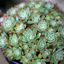 대전두리초등학교 이미지