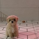 멍플러피 이미지