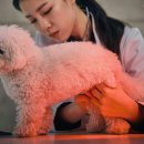 울산동물병원 이미지