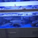 박영철 사시미 이미지