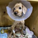 에피소드 동물병원 이미지