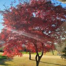 풍농비료 | 양주cc 가을 라운딩 후기 / 북한강 보이고 비료로 관리하는 청정 골프장