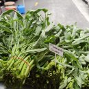 브리즈번 102 이미지