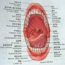 감각기관의 구조와 기능 및 치아의 구조 이미지