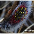 버들민박 이미지