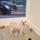 애견미용실 이미지