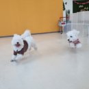 아르멍미르멍 이미지