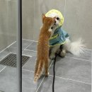 멍냥펀치 네이버블로그