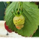 태양청과 | 시설 딸기 과실 생리장해 종류별 증상과 예방 관리 요령