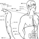 手太陽小腸經 (Small Intestine Meridian, SI) 이미지