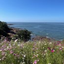 909 | 변산반도 바다 뷰 카페909 아이랑 방문 후기