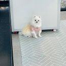 체크인독 애견유치원 이미지