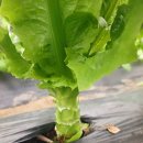 [착한가격] 싱싱한 궁채 잎 2키로 12,500원 // 제일 맛있는~ 유럽샐러드3-4종세트 이미지