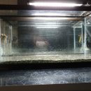 클로아의원 | 클로아 씨앗수초 후기