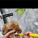 옐레드 부천상동점 이미지