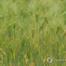 보리 - 중구 | 보리