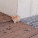 고양이에정원 이미지