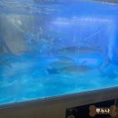 동광로1길 9 | 제주 고등어회 맛집 원담 후기 🐟제주도 고등어회 원탑!!!(내돈내산)