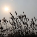 하늘공원 이미지