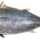 참치데이 이미지