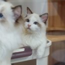 고양이분양은 노블캣 랙돌놀숲분양캐터리 대전점 이미지