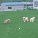 견인지역 애견운동장 유치원 김포점 이미지