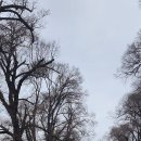 피츠로이가든 이미지