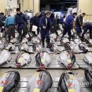 태풍참치 이미지