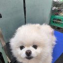 희망 애견 미용실 | 수원애견미용실 바움펫에서 우리아이 미용받고왔어요
