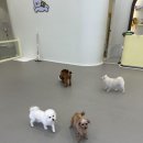 룰루랄라 댕치원 이미지