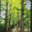 쉬고(shigo) 네이버블로그