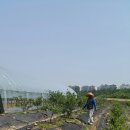 회성농장 이미지